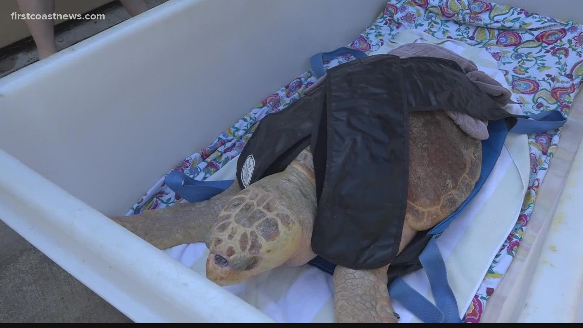 Two female loggerheads recovering at the Georgia Sea Turtle Center were released and for the first time in three years a crowd cheered them on.