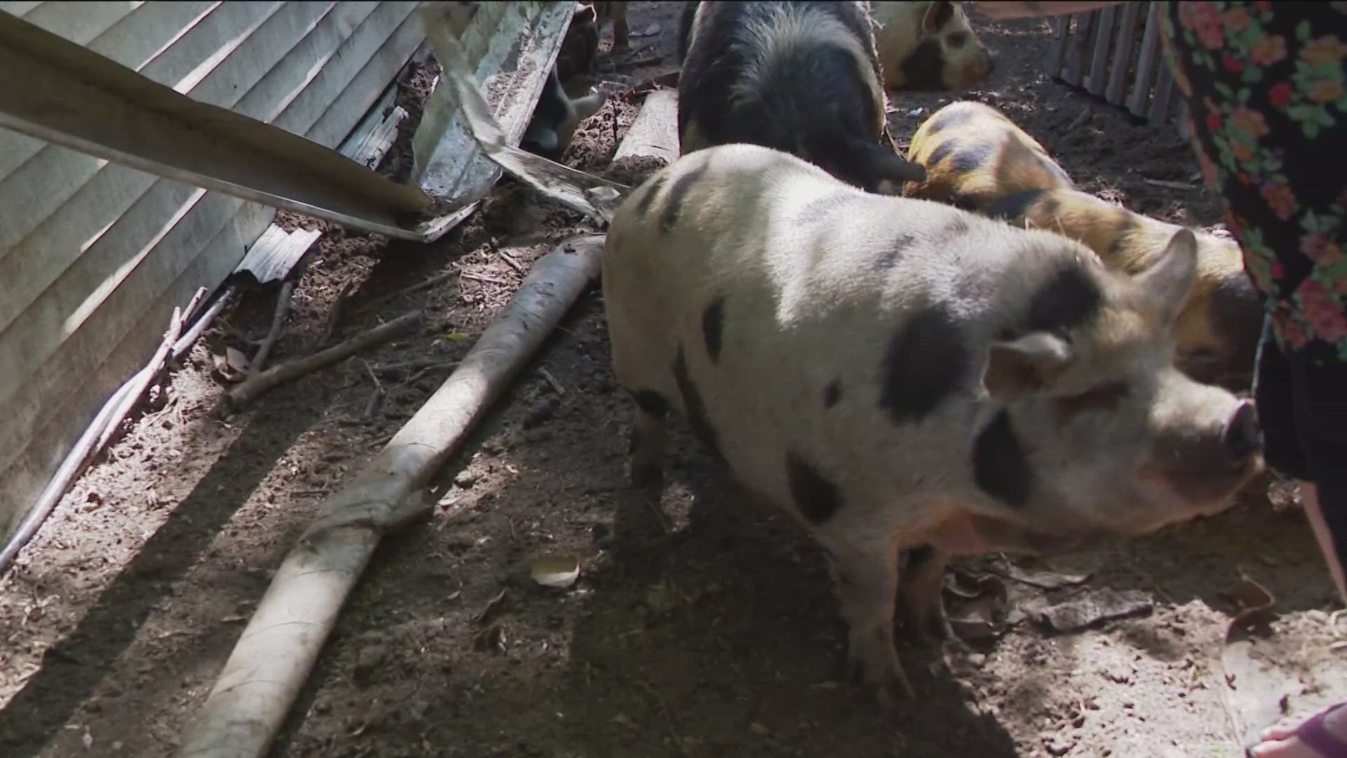 The pigs were running down Reynolds Road in early October, and have been the subject of complaints by neighbors.