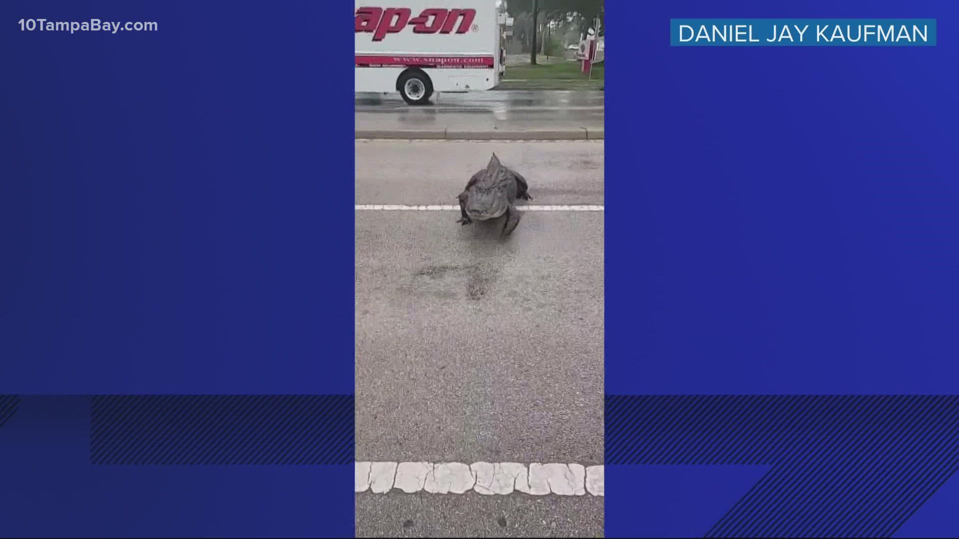 This gator had no problem stopping traffic while it made it's way across the street.