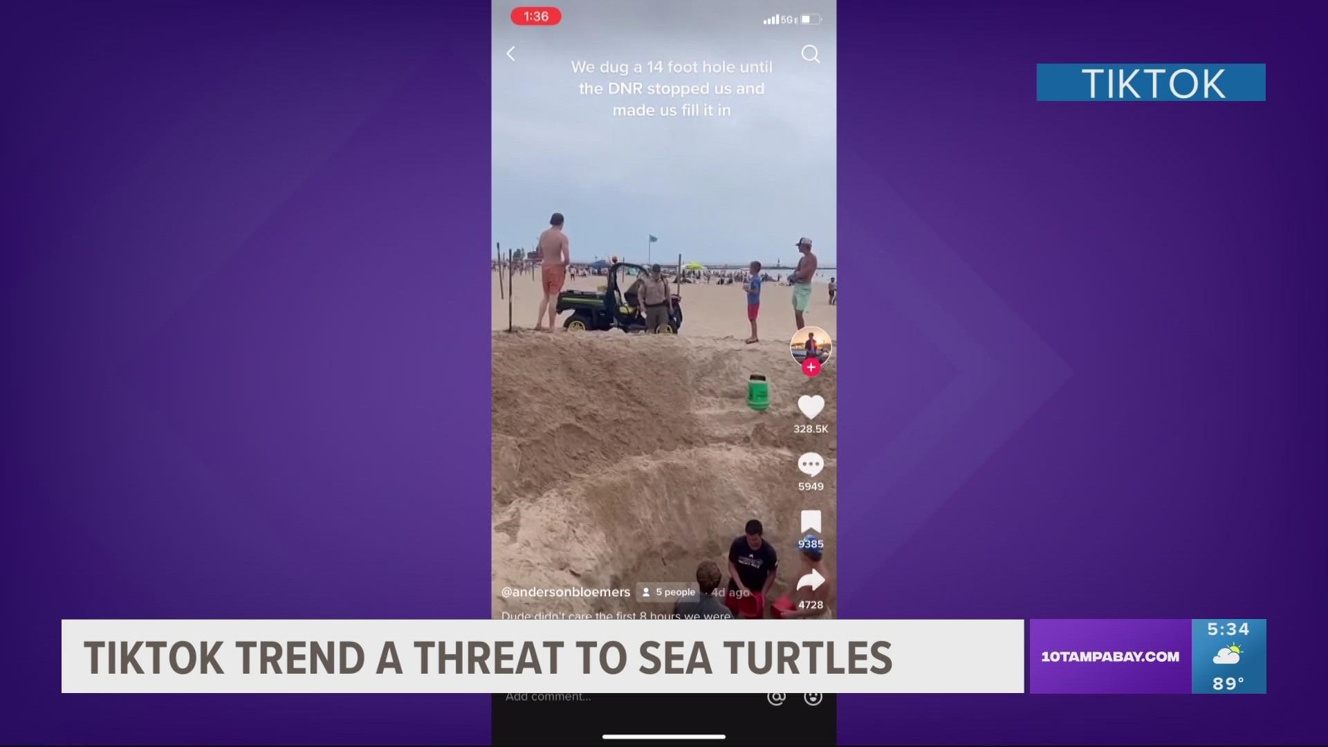 The 'beach hole digging trend' is gaining popularity. And it's happening smack dab in the middle of turtle nesting season.