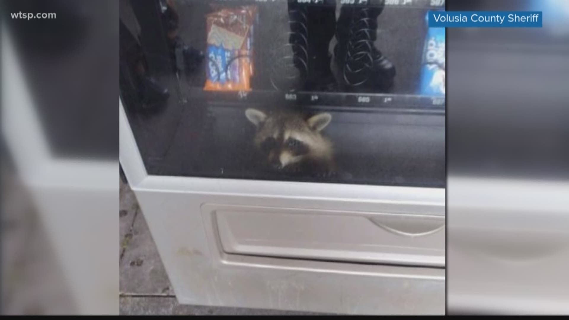 The Volusia County Sheriff's Office sent out photos of a vending machine bandit they caught at Pine Ridge High School in Deltona, Florida.

The raccoon had somehow gotten into the machine but couldn't get back out. 

https://on.wtsp.com/2OSDJH4