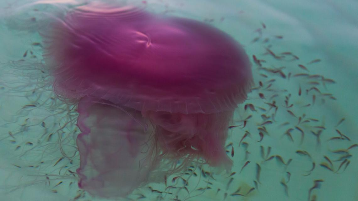 rare jellyfish spotted on florida beach | 13wmaz.com