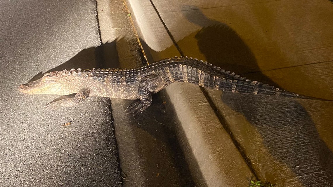 Florida gator survives car crash