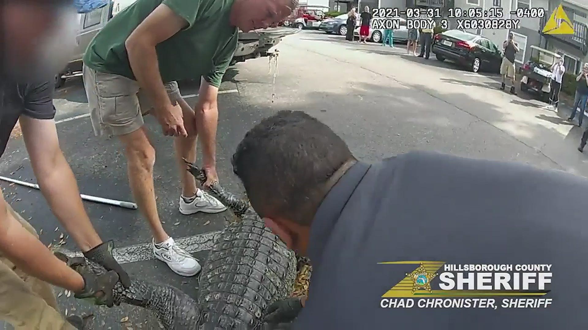 You may have seen this alligator before in a TikTok video. Now, here's an angle of the removal from the Hillsborough County deputy who was there to help.