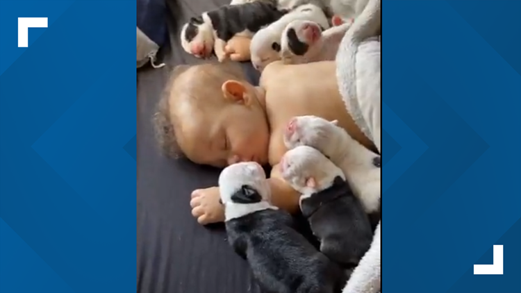 babies king french bulldogs