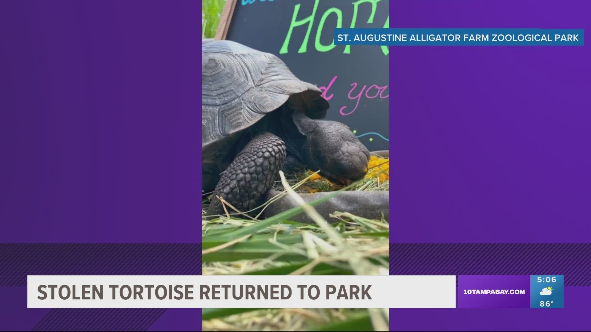 Two young Galapagos tortoises were stolen from the St. Augustine Alligator Farm Zoological Park in November 2022. One did not survive.