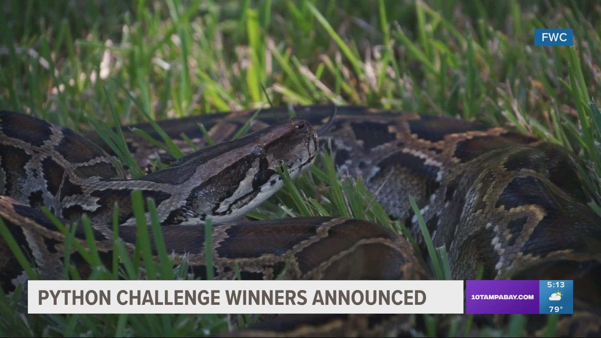 Nearly 1,000 people helped remove 231 invasive Burmese pythons during the 10-day competition.