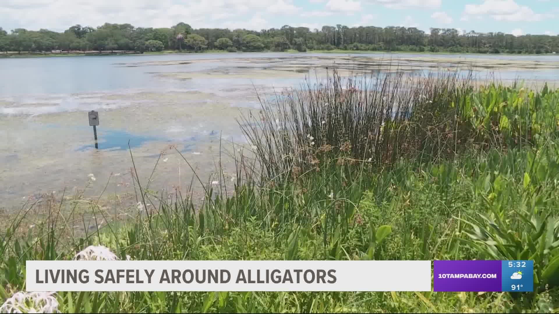 FWC says two alligators were humanely killed, and officials don't plan to remove any other gators from the area.