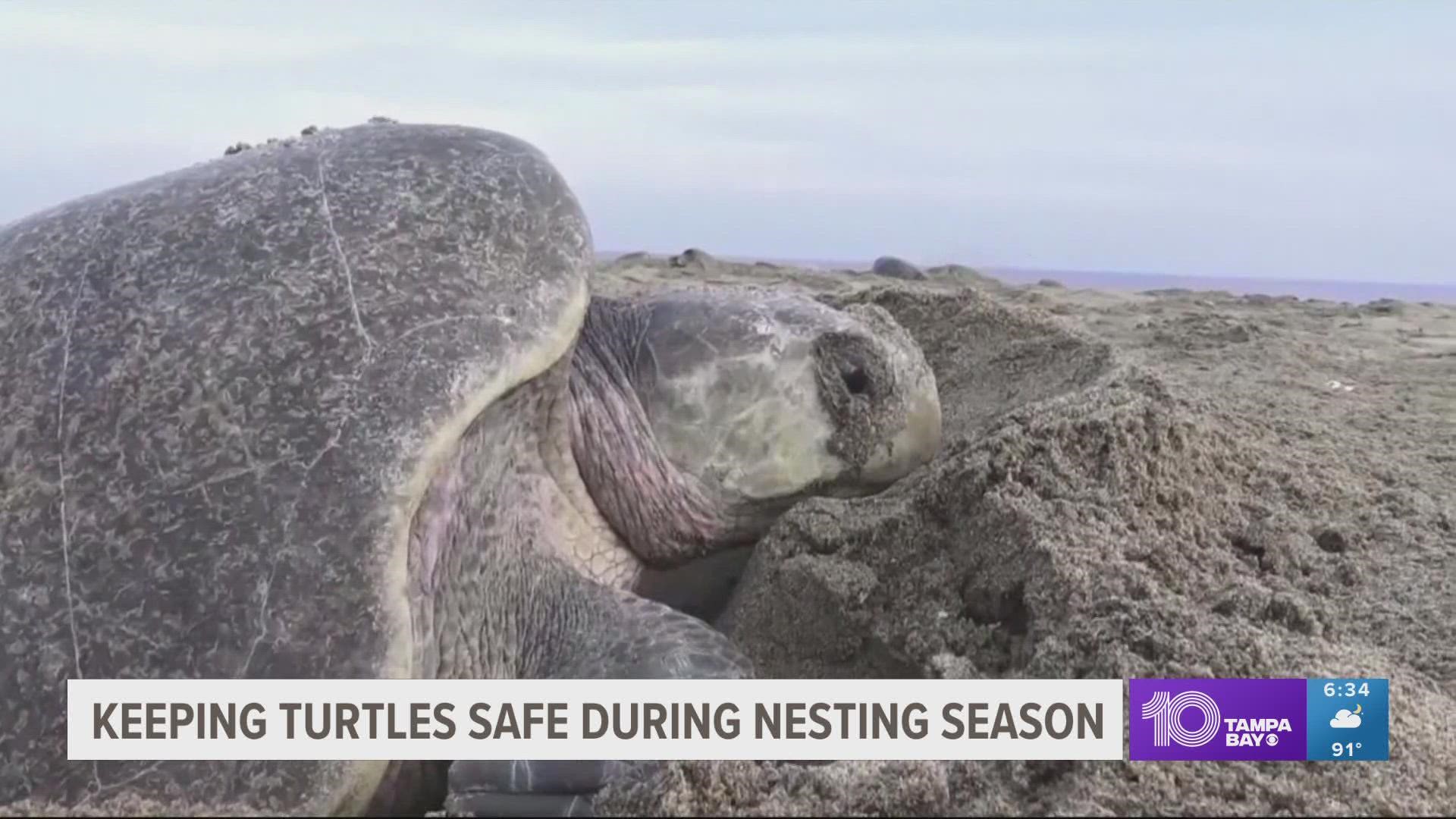 Sea turtle nesting season in Pinellas County runs from May 1 through Oct. 31.
