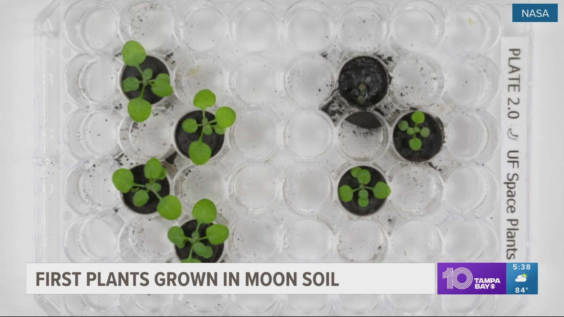 The Florida scientists hope to recycle their lunar soil later this year, planting more thale cress before possibly moving on to other vegetation.