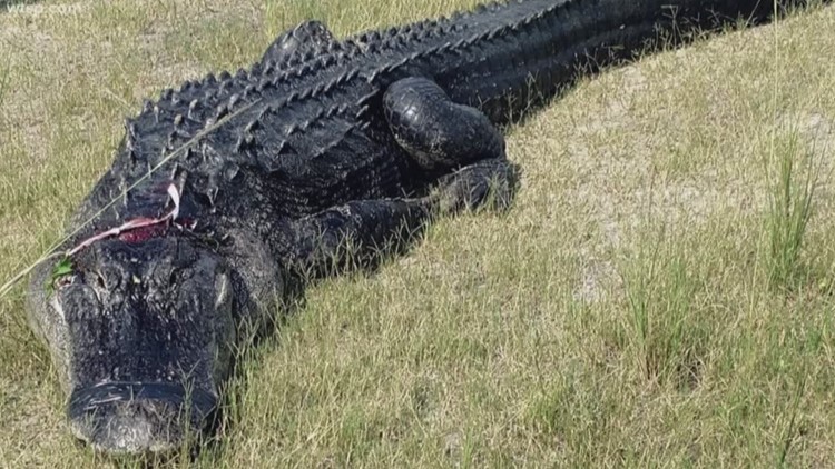 Florida man partially eaten by alligator died of drug overdose | 13wmaz.com