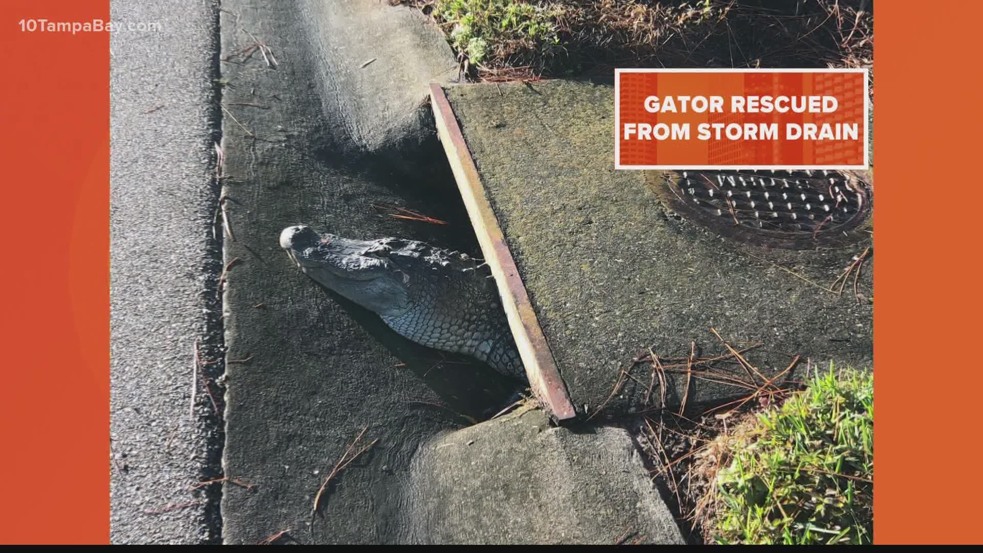Sarasota County deputies offered unique help Monday morning – to an alligator.