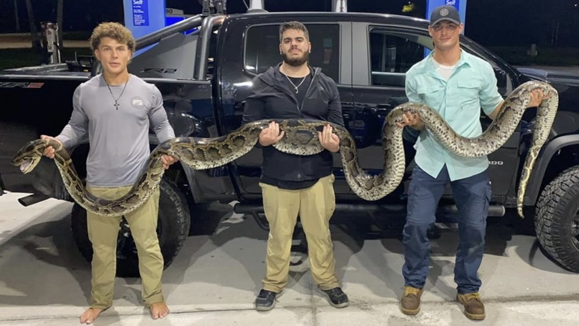 Florida hunters catch enormous 17-foot python - Vimarsana News