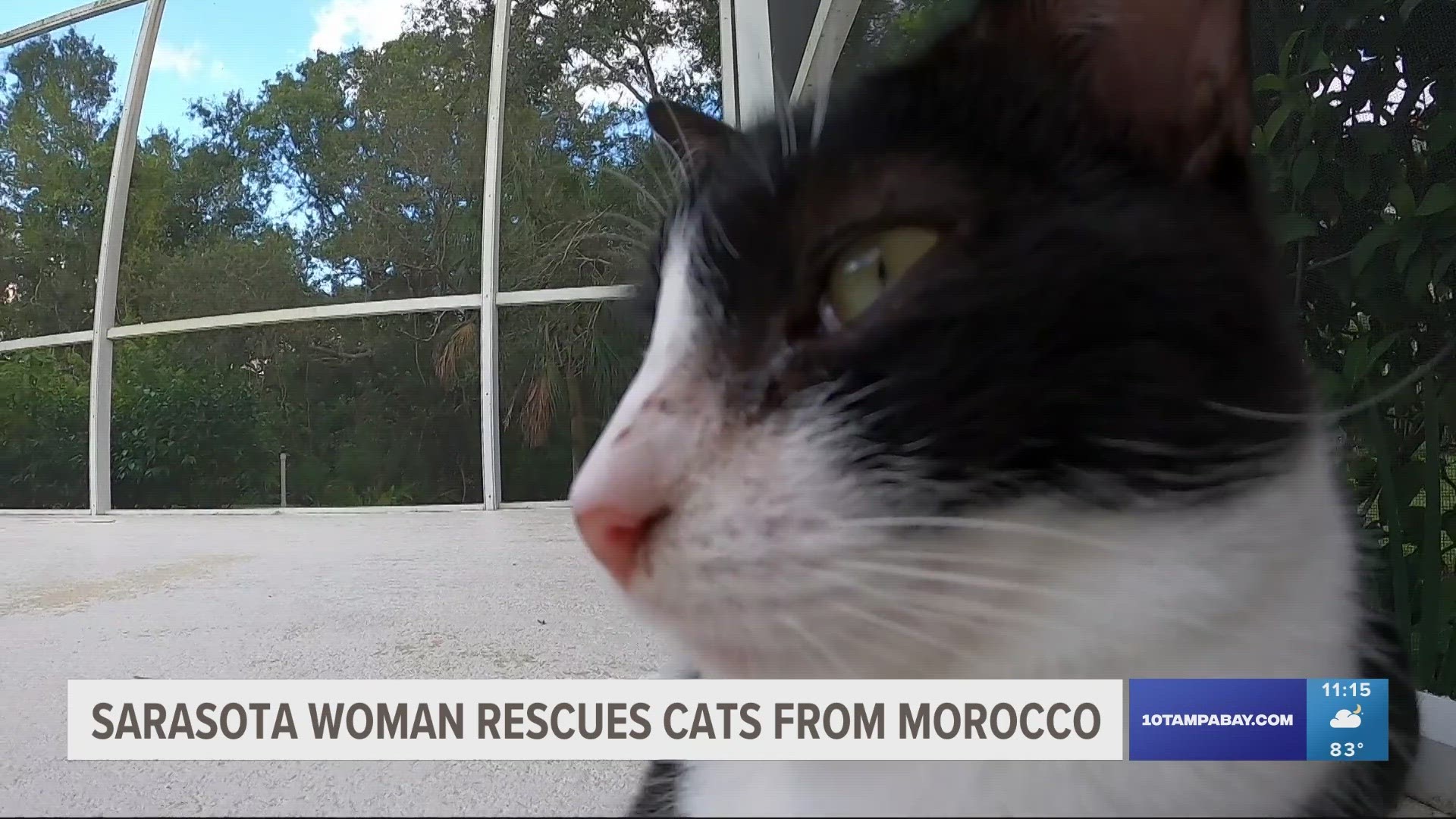 One woman from Sarasota has made it her mission to rescue cats from Morocco.