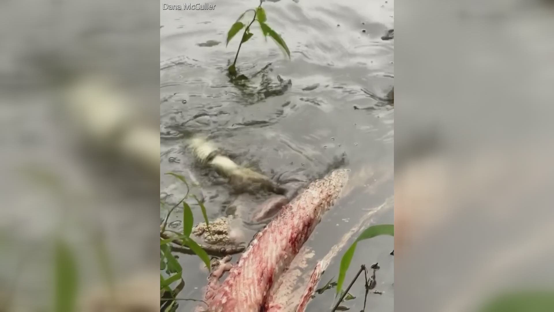 This gator is one of 17 others dubbed 'cheese sticks' by fans, after its mother, Cheesecake.