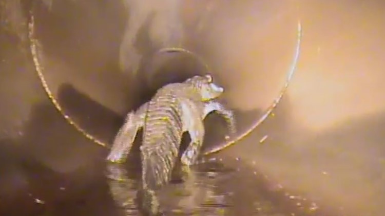 Florida crew finds 5-foot alligator hanging out in stormwater pipe
