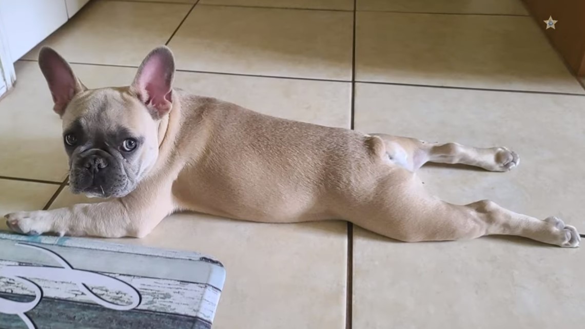 Puppy theft ring that removed microchips linked to Manatee County - Vimarsana News