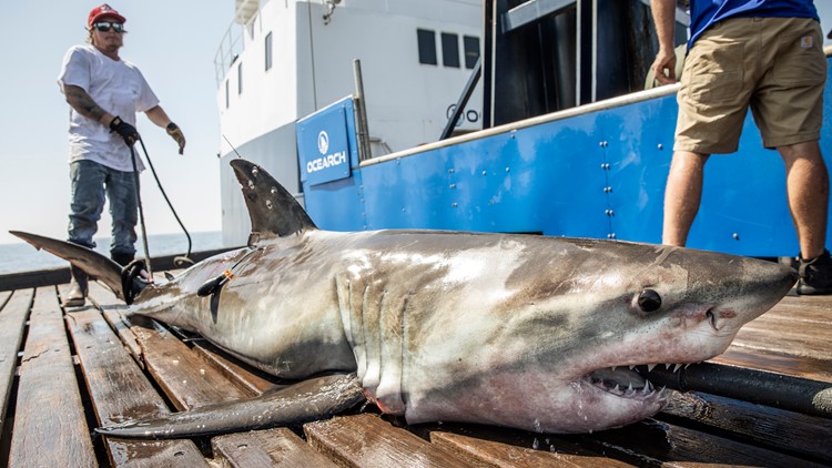 Sharks, including great whites, making dramatic comeback in the Gulf of Mexico