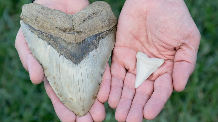 Fossil teeth reveal great white sharks' role in extinction of megalodon species