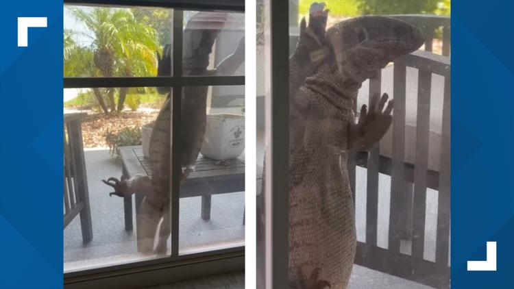 Giant monitor lizard surprises Florida homeowner