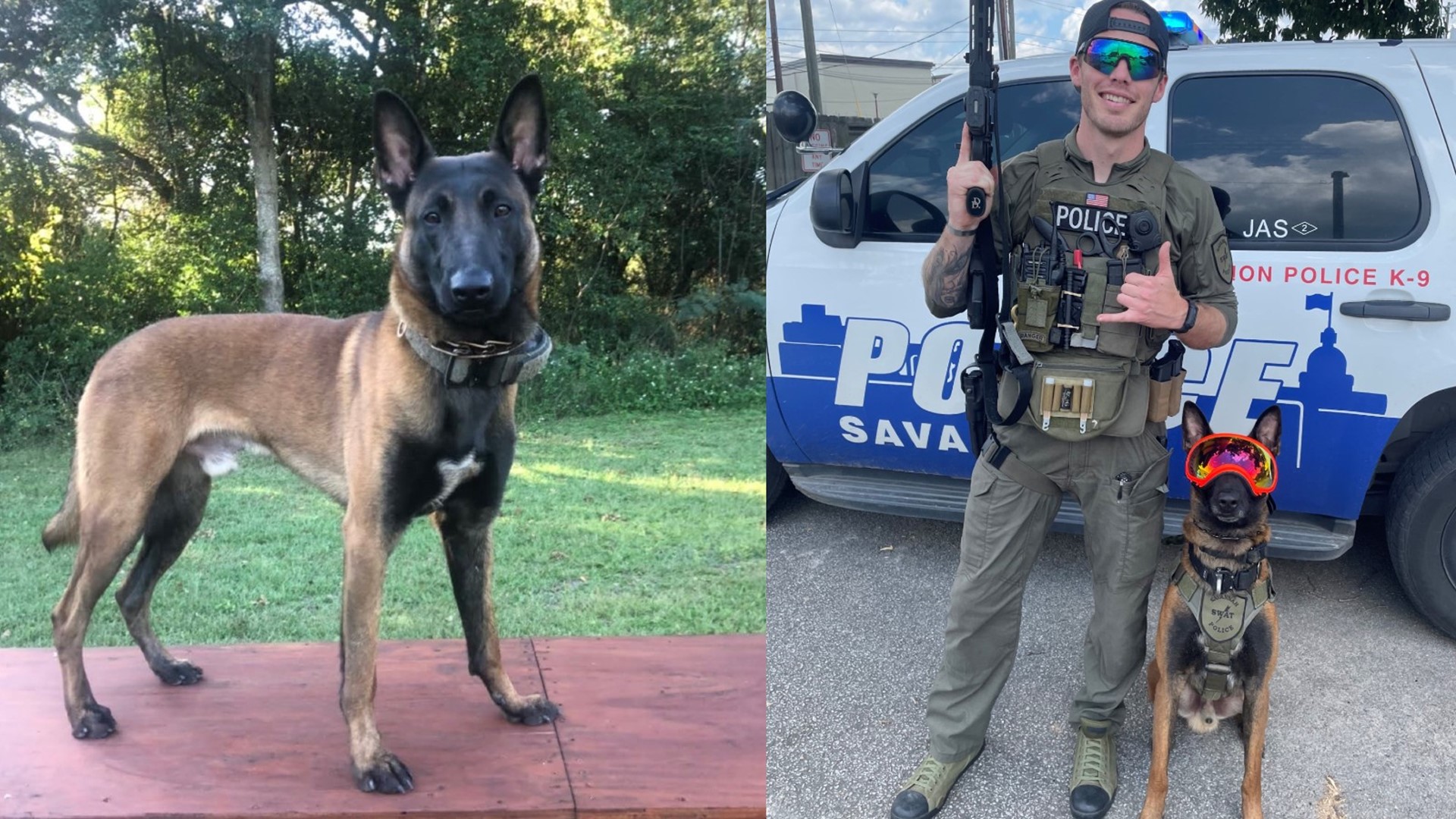 Savannah Police Department K9 Jas killed in crash