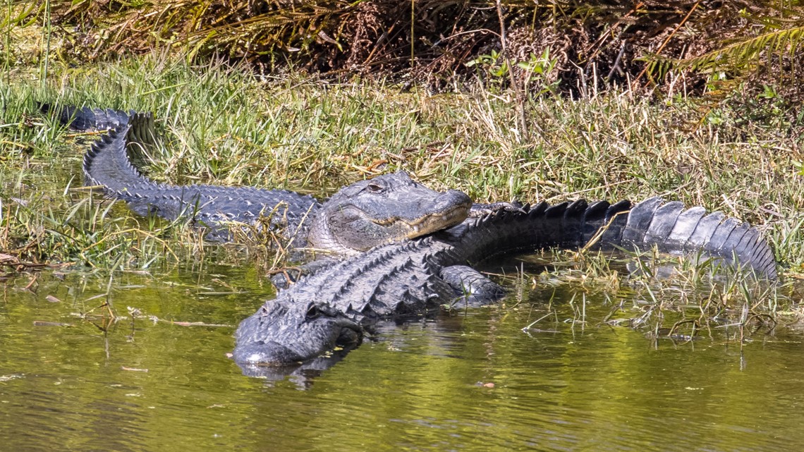 Florida woman killed by alligators at country club - Vimarsana News