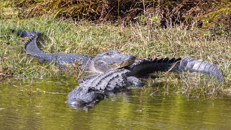 Medical examiner: Alligators killed elderly woman at Florida country club