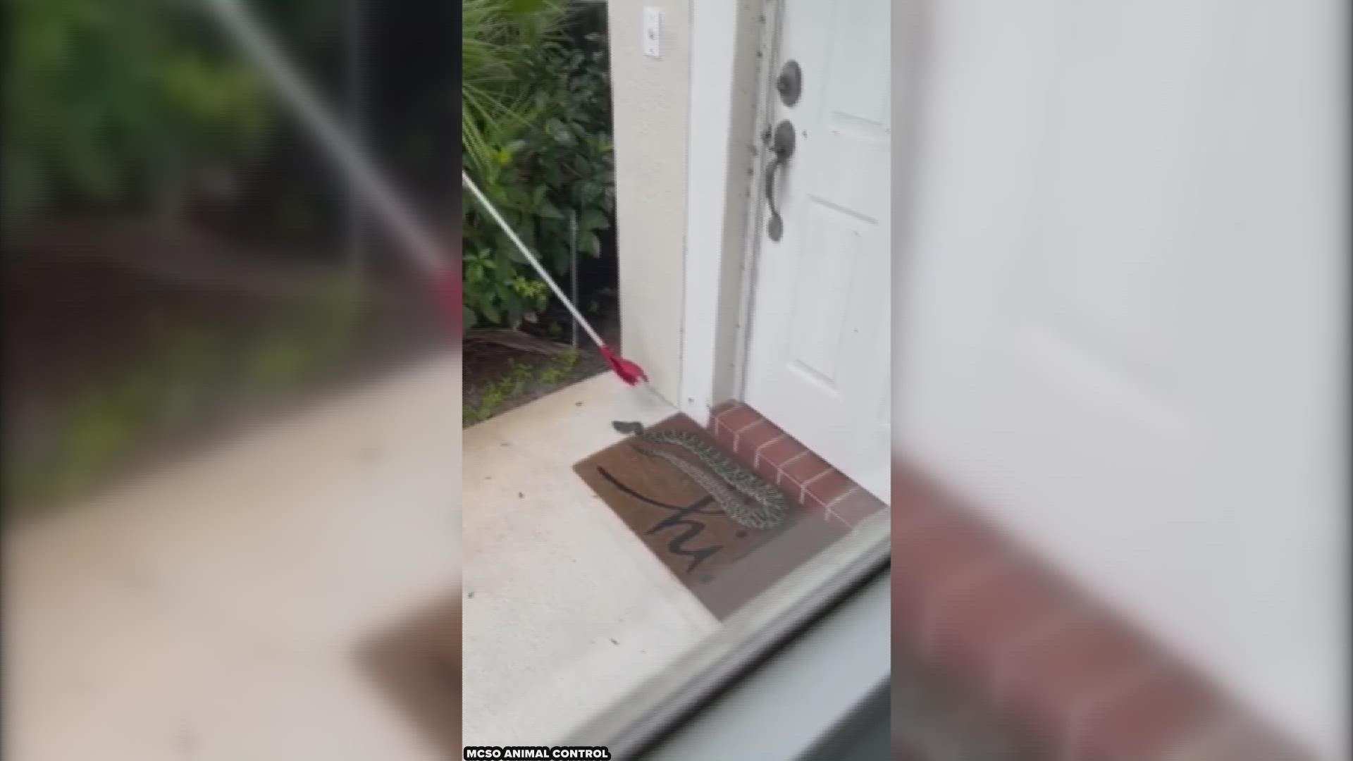Video recorded shows two animal control workers using snake tongs to pick up the scaly visitor and try to place it in a bucket.