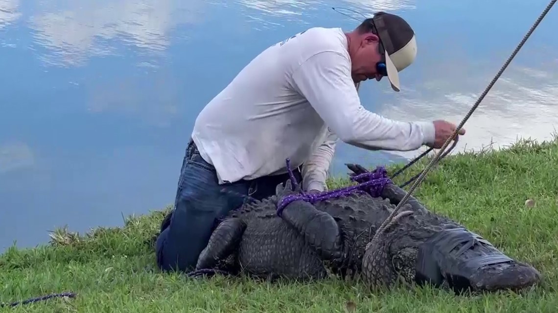 Family of Florida woman killed by alligator sues housing company ...