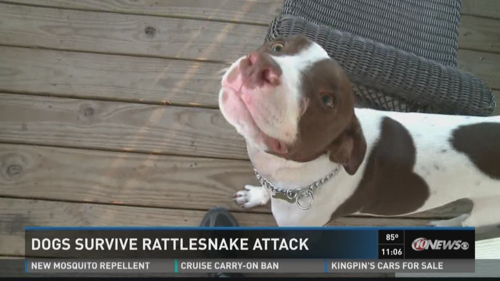 Can Dogs Survive A Rattlesnake Bite