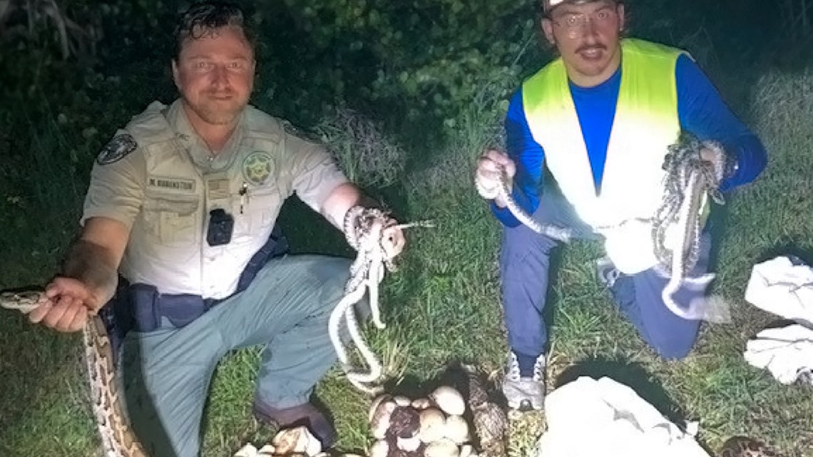 2 Burmese pythons, hatchling and eggs removed from South Florida ...
