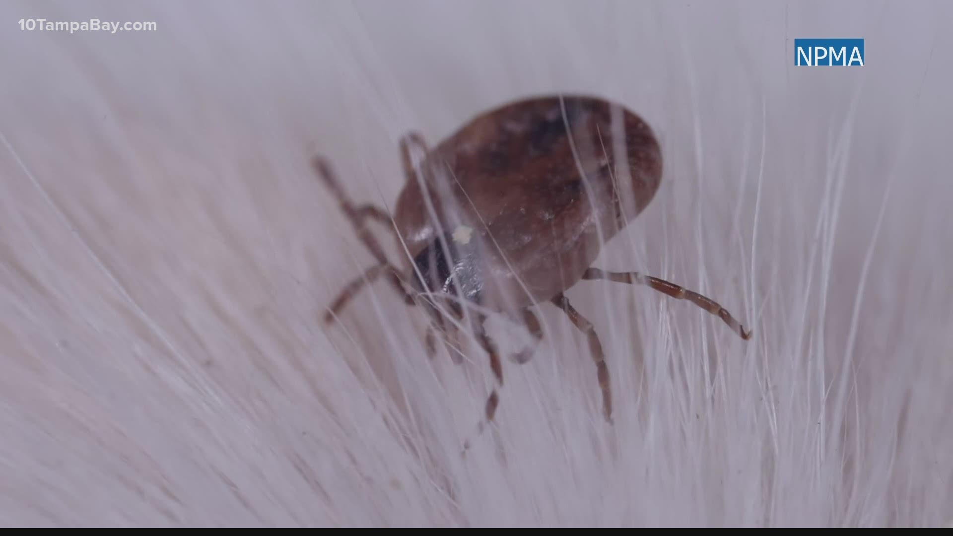 Bad news: Tick season is year-round in Florida because of the warm, hot weather.