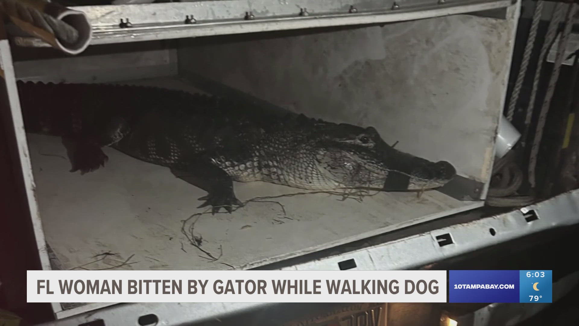 The elderly woman was near a pond in North Fort Myers when an alligator emerged from the water and lunged towards her.