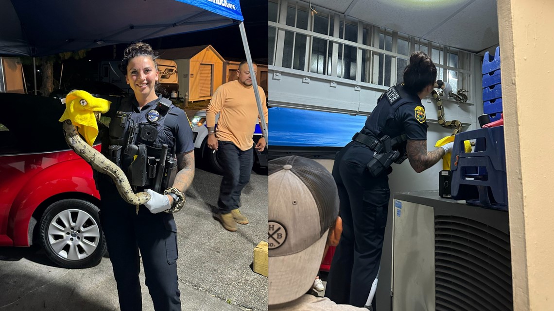 Clearwater police officer captures 5-foot boa constrictor - Vimarsana News