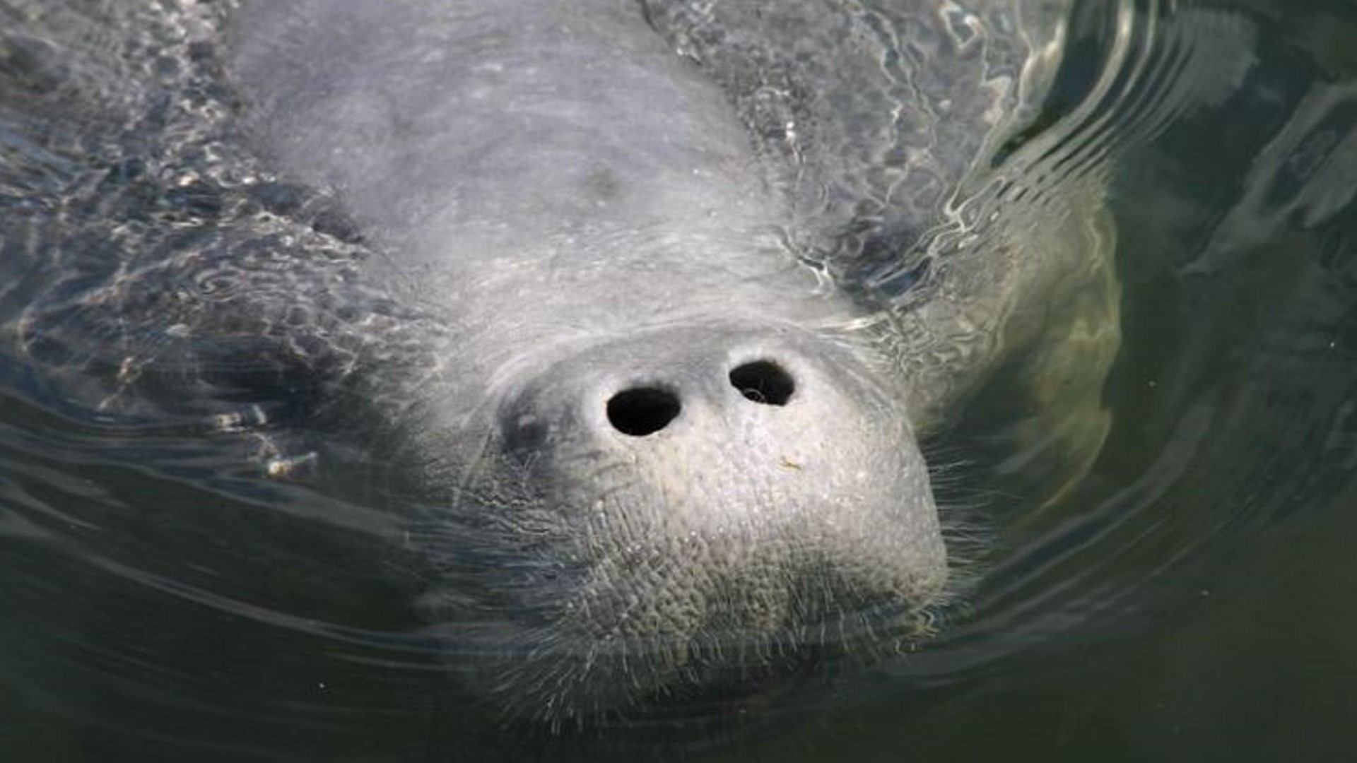 There will be a limited feeding trial for the sea cows at Indian River Lagoon.