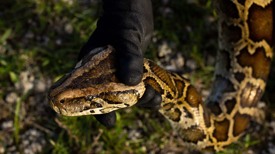 Watch: Whole alligator found inside 18-foot Burmese python | 13wmaz.com