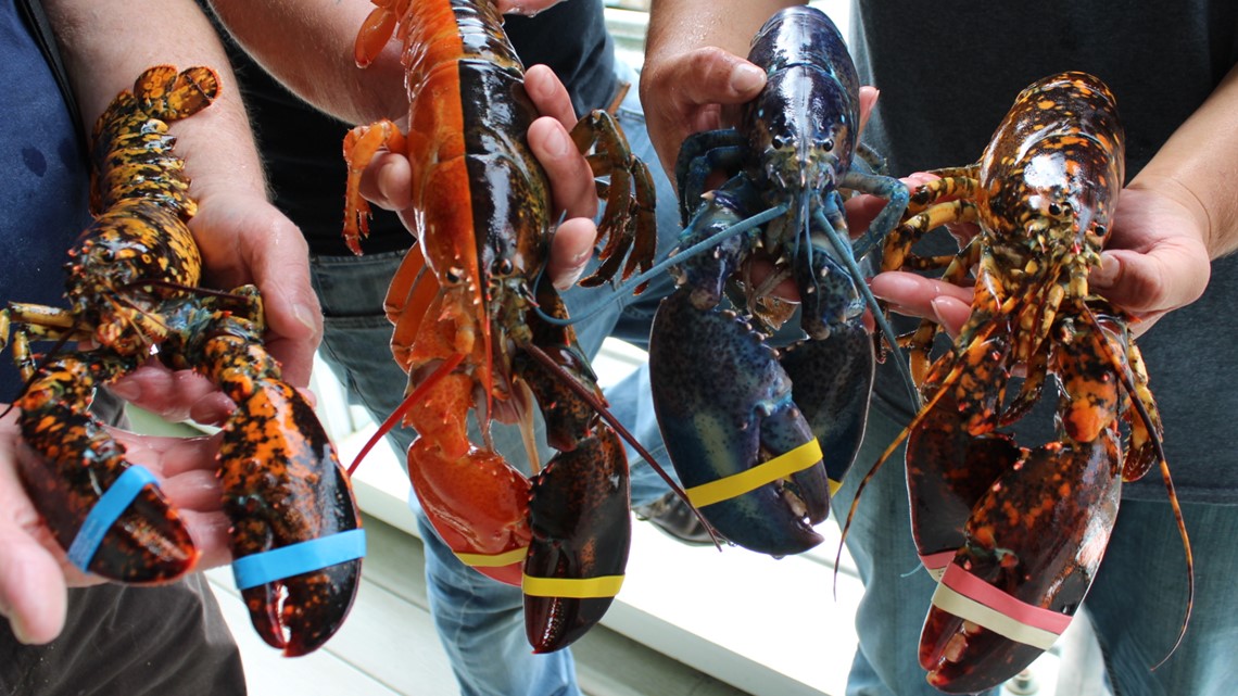 Maine rare 2toned lobster caught by fisherman