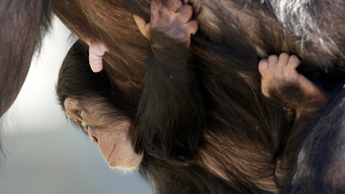 Animal rights group calls out Chimp Haven amind fight deaths - Vimarsana News