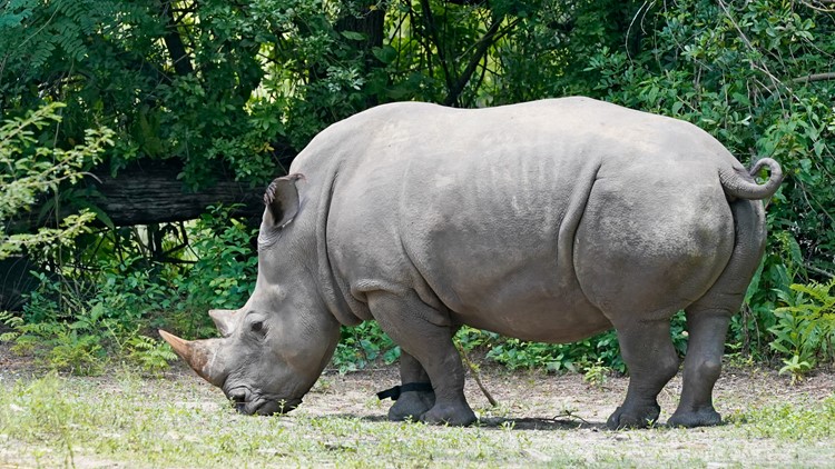 Disney rhino named Helen gets fitted with fitness tracker