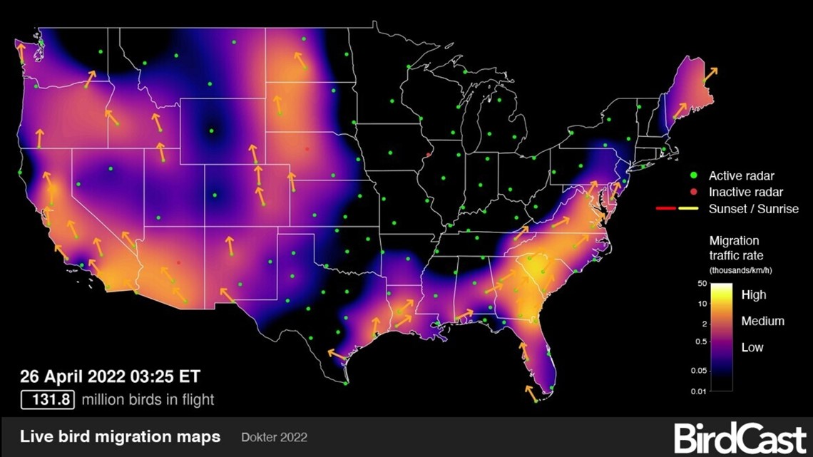 Millions of birds migrating to US captured on radar - Vimarsana News