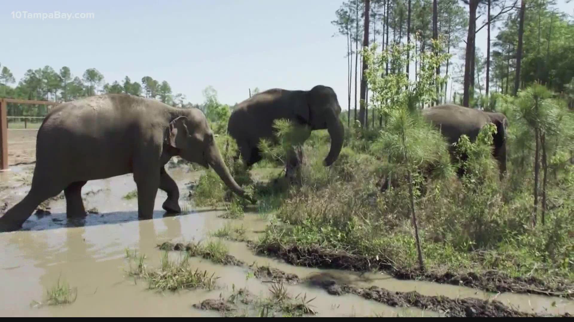 The majestic giants will now get to call the 2,500-acre refuge in Yulee home.