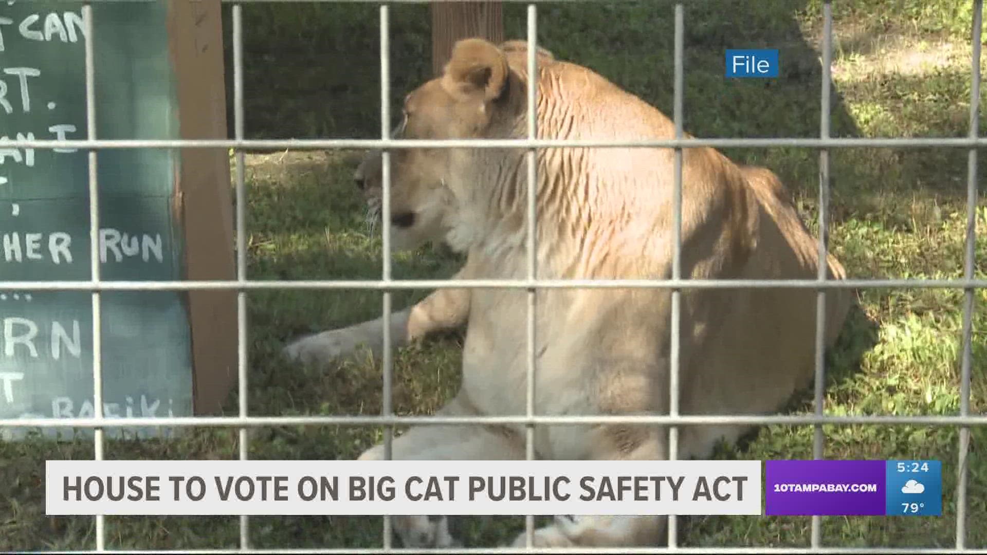Back in 2020, the same bill that banned private ownership of big cats in the U.S. passed the House but didn't make it past the Senate.
