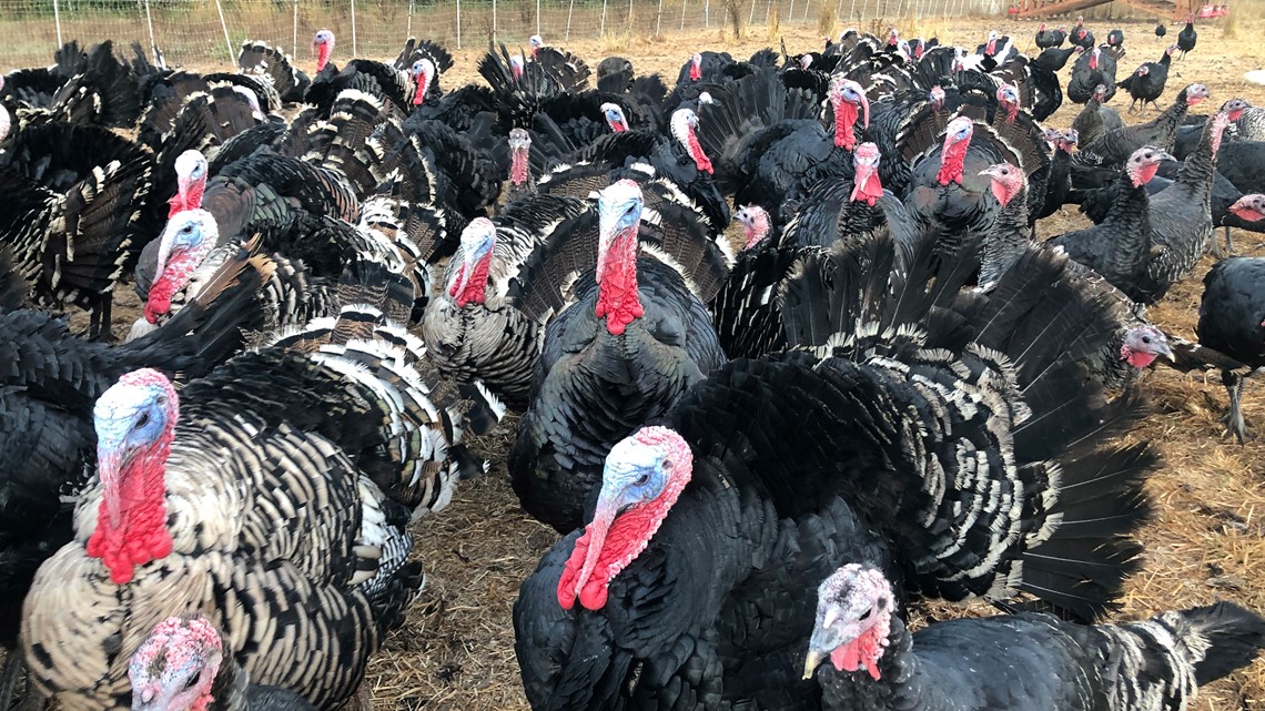 Avian flu found in birds at Indiana turkey farm - Vimarsana News