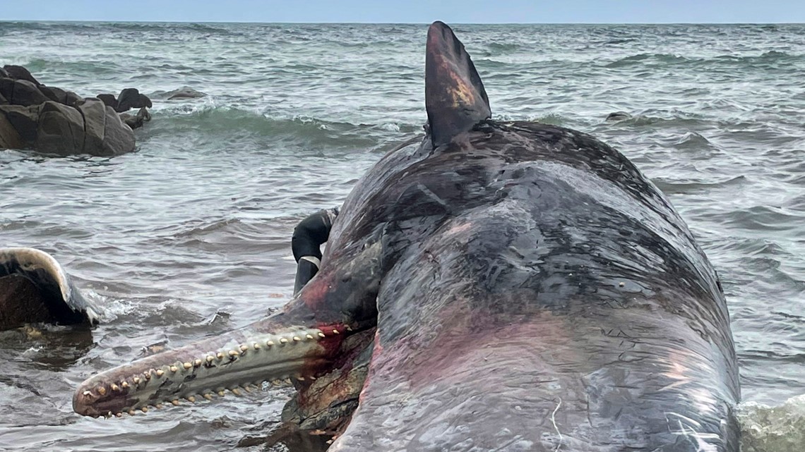 14 dead sperm whales found on Australian island - Vimarsana News