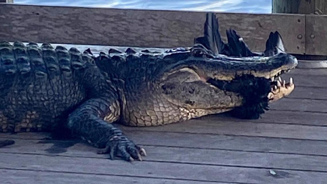 Florida park reopens after 'aggressive' alligator prompts closure - Vimarsana News