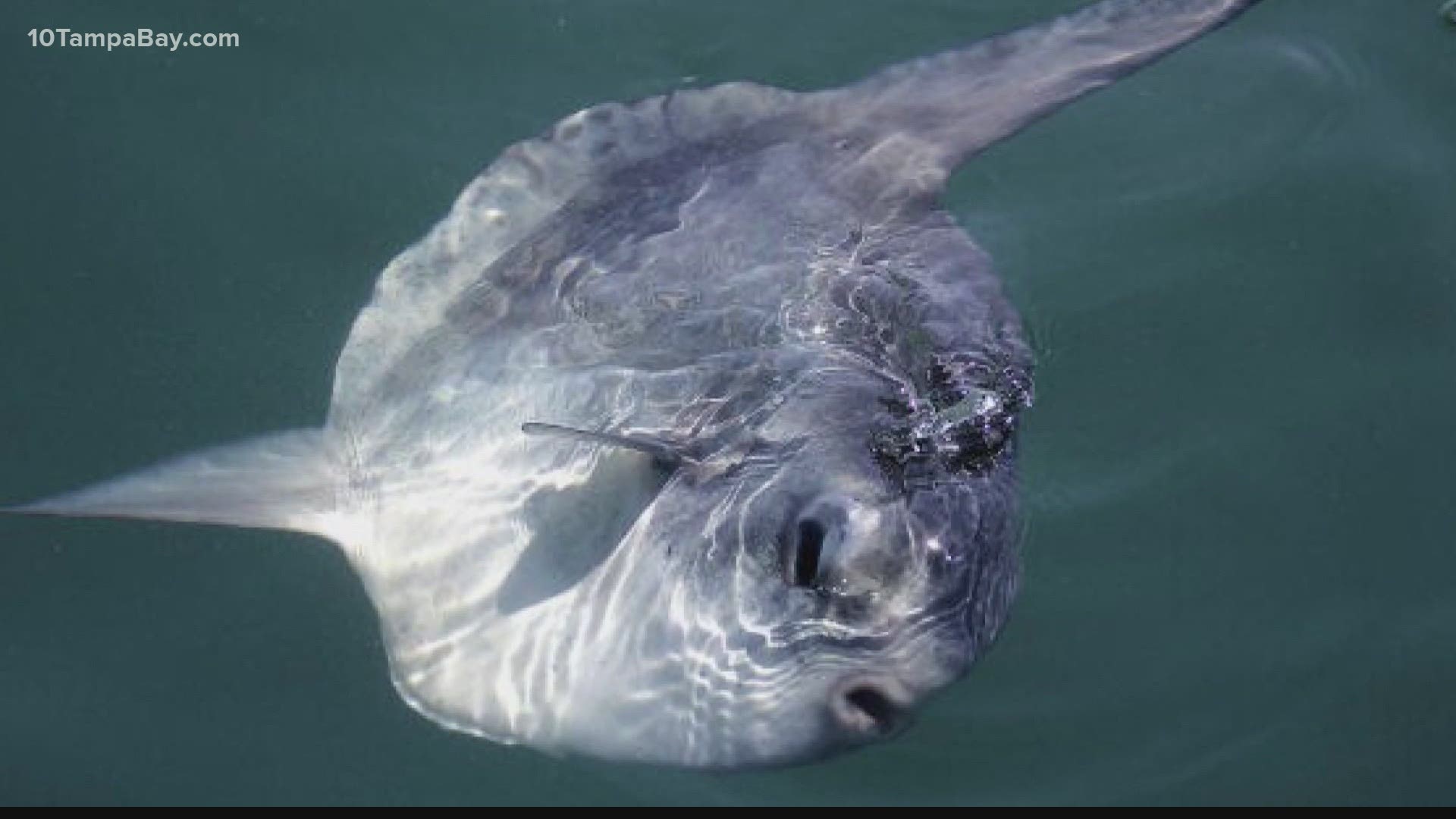 '...it is doing normal sunfish activities.'