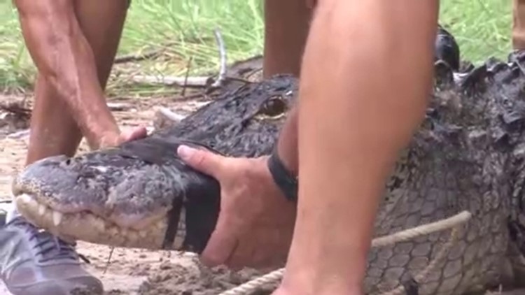 'It’s not the end of the world': Florida man loses arm in alligator attack