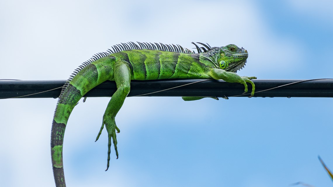Hissing iguana found in Florida man's toilet - Vimarsana News