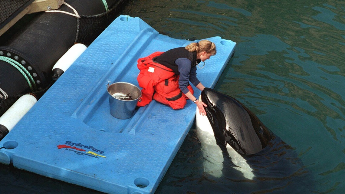 Releasing a long-captive orca: Bringing Lolita home - Vimarsana News
