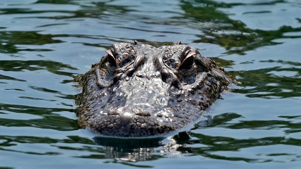 Woman killed by alligators after falling into Florida pond